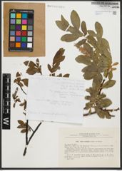 Foto von Salix rectijulis Trautv.